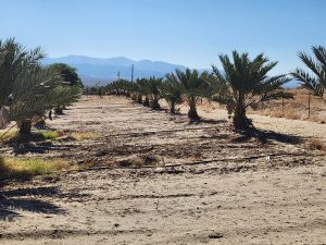 Medjool Dates Shipped to Philadelphia, PA | Desert Sun Dates