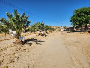 Medjool Dates Shipped to Indio, CA | Desert Sun Dates