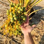 Fresh Medjool dates California