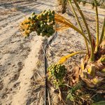 Hand-harvested Medjool dates California