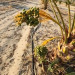 Hand-harvested Medjool dates California