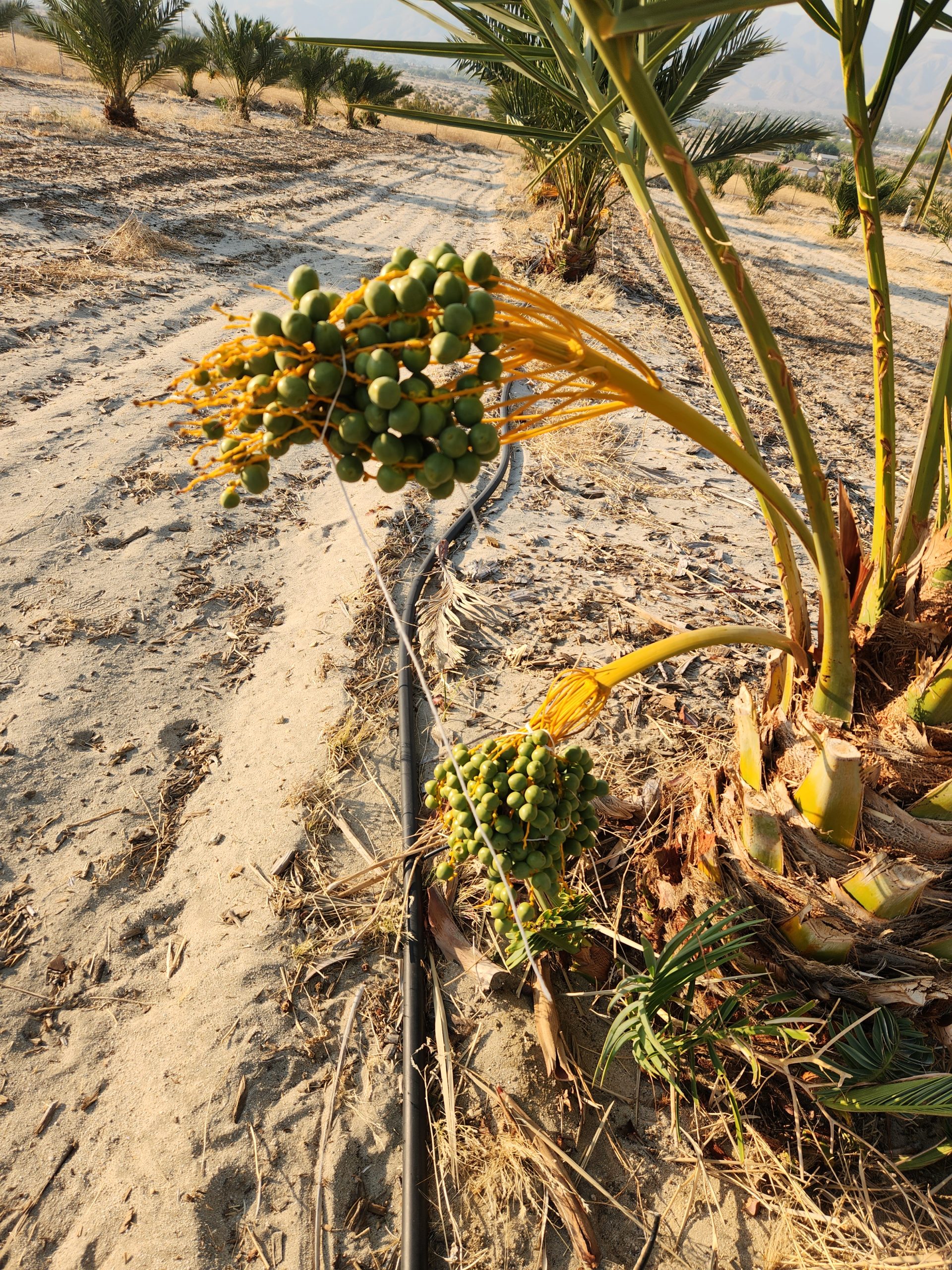 Hand-harvested Medjool dates California