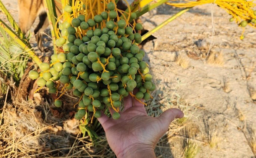 Fresh Medjool dates close-up