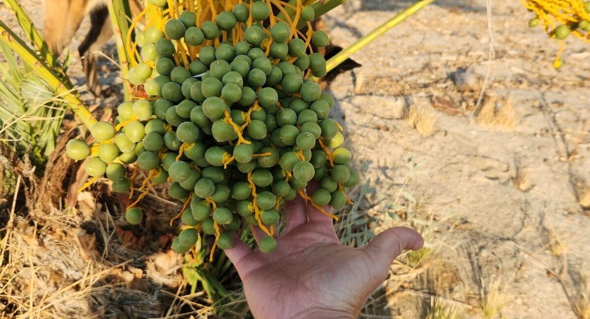 Fresh Medjool dates close-up