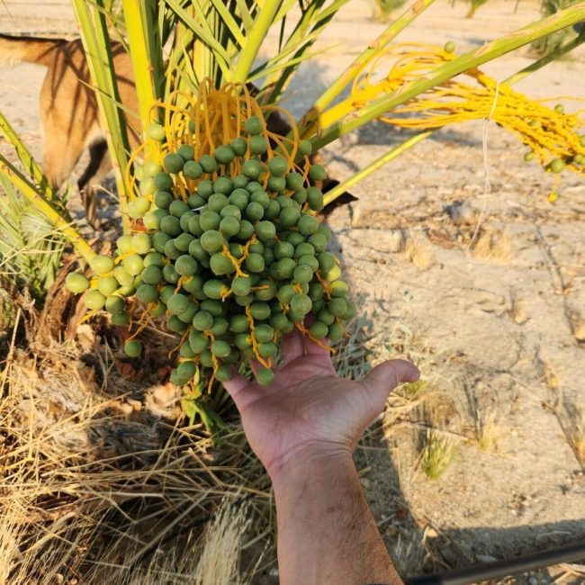 Fresh Medjool dates close-up