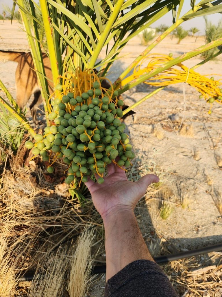 Fresh Medjool dates close-up