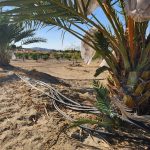 Date palms Sky Valley California