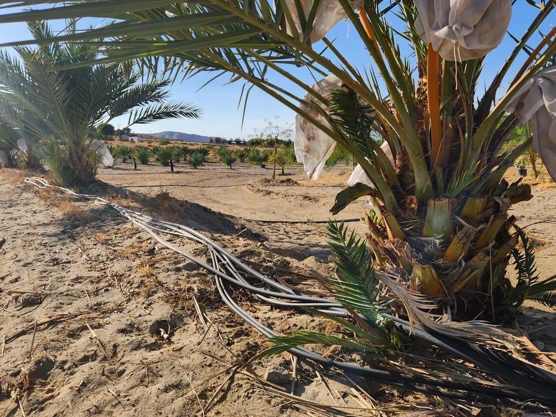 Date palms Sky Valley California