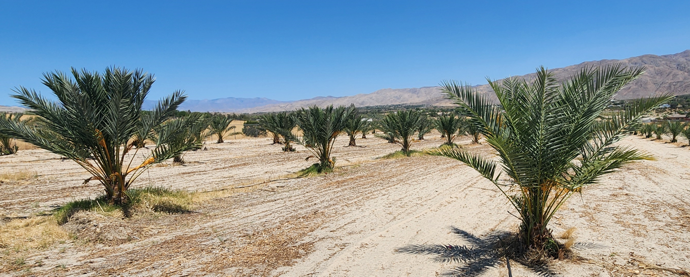 Desert Sun Dates Medjool date farm direct ordering and shipping details