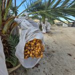 Protective bag pulled back on a date bunch to show ripening amber dates at Desert Sun Dates farm in Sky Valley