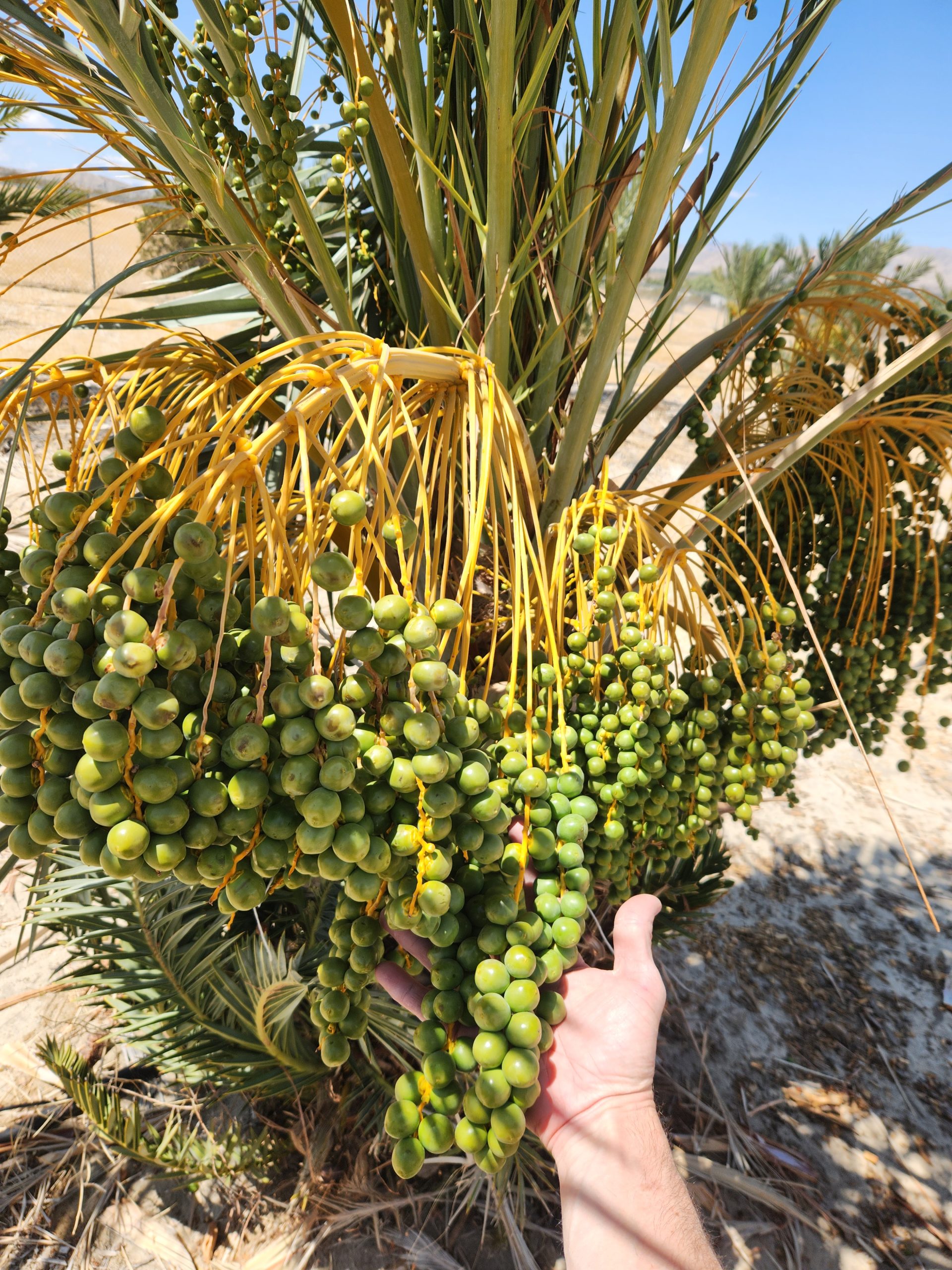 Strands of green Medjool dates after April fruit set at Desert Sun Dates, Sky Valley, California