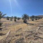 Rows of young date palms under a clear sky at Desert Sun Dates farm in Sky Valley