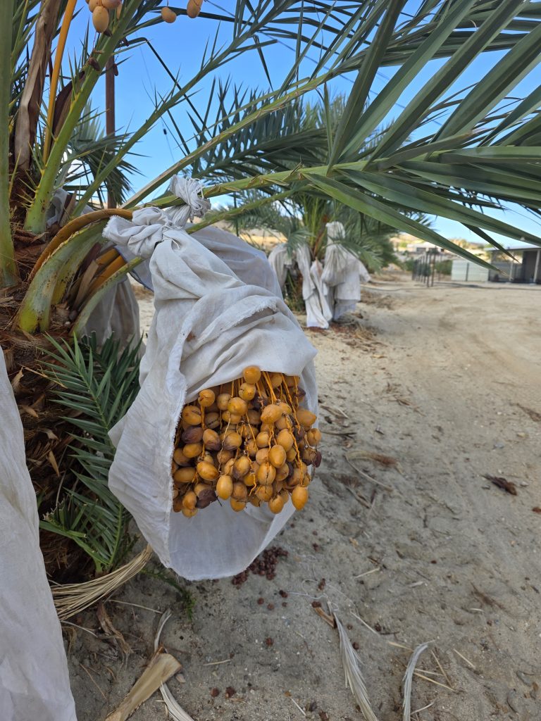 Yellow Barhi dates on the strand with some fruit turning brown as it ripens, California date farm