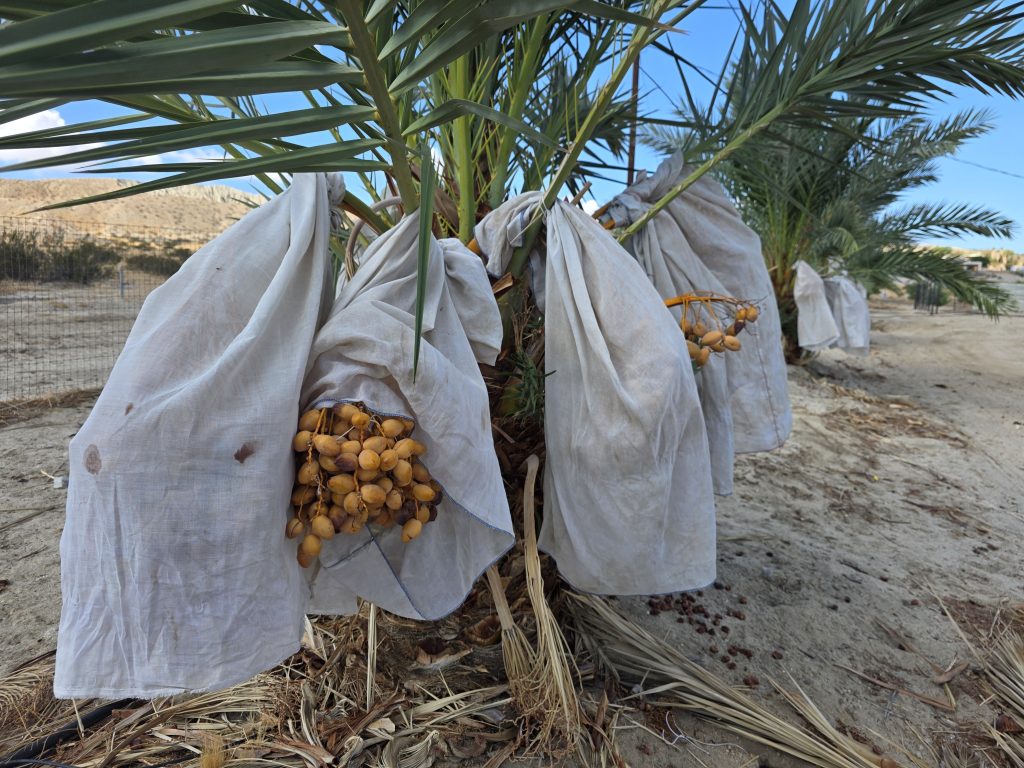 Date bunches on the palm showing fruit at different ripening stages, Coachella Valley California