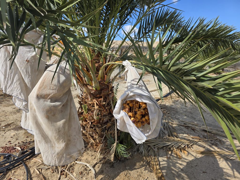 Barhi dates at the yellow khalal stage hanging on the palm in protective bags, Sky Valley California