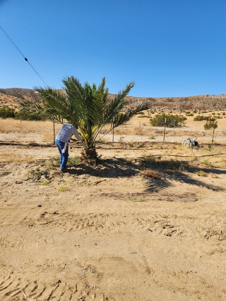 Planting a young date palm offshoot at Desert Sun Dates farm in Sky Valley, California