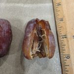 Jumbo Medjool dates from Desert Sun Dates farm in Sky Valley, California