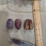 Jumbo Medjool dates from Desert Sun Dates farm in Sky Valley, California