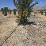 Rows of young Medjool date palms with offshoots and drip lines at Desert Sun Dates, Sky Valley, California
