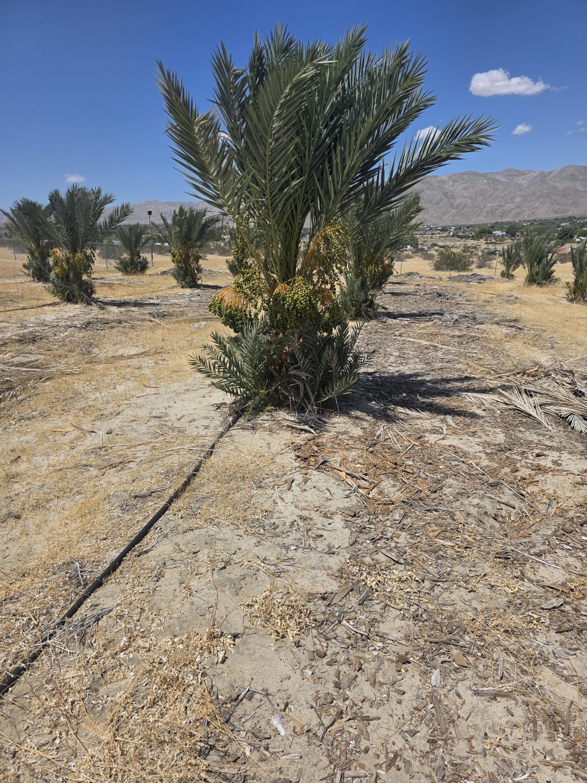 Rows of young Medjool date palms with offshoots and drip lines at Desert Sun Dates, Sky Valley, California