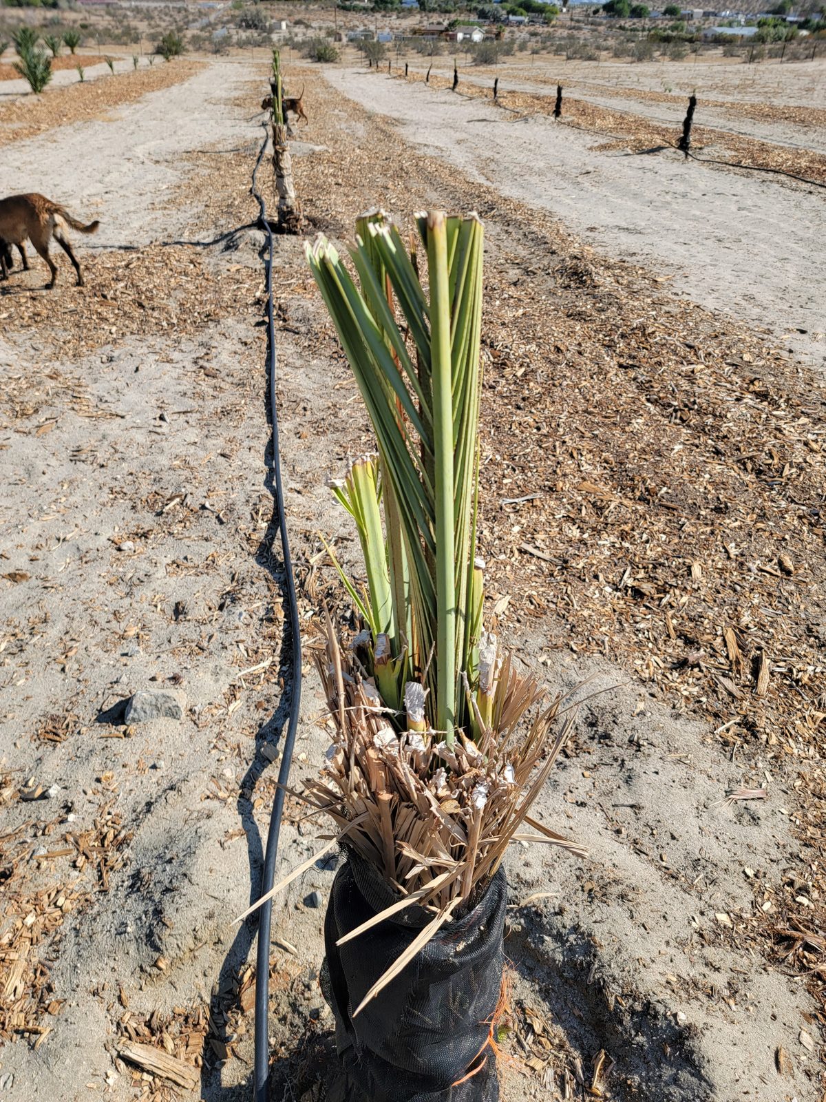 Young Zahidi date palm offshoot newly planted in its watering basin at Desert Sun Dates